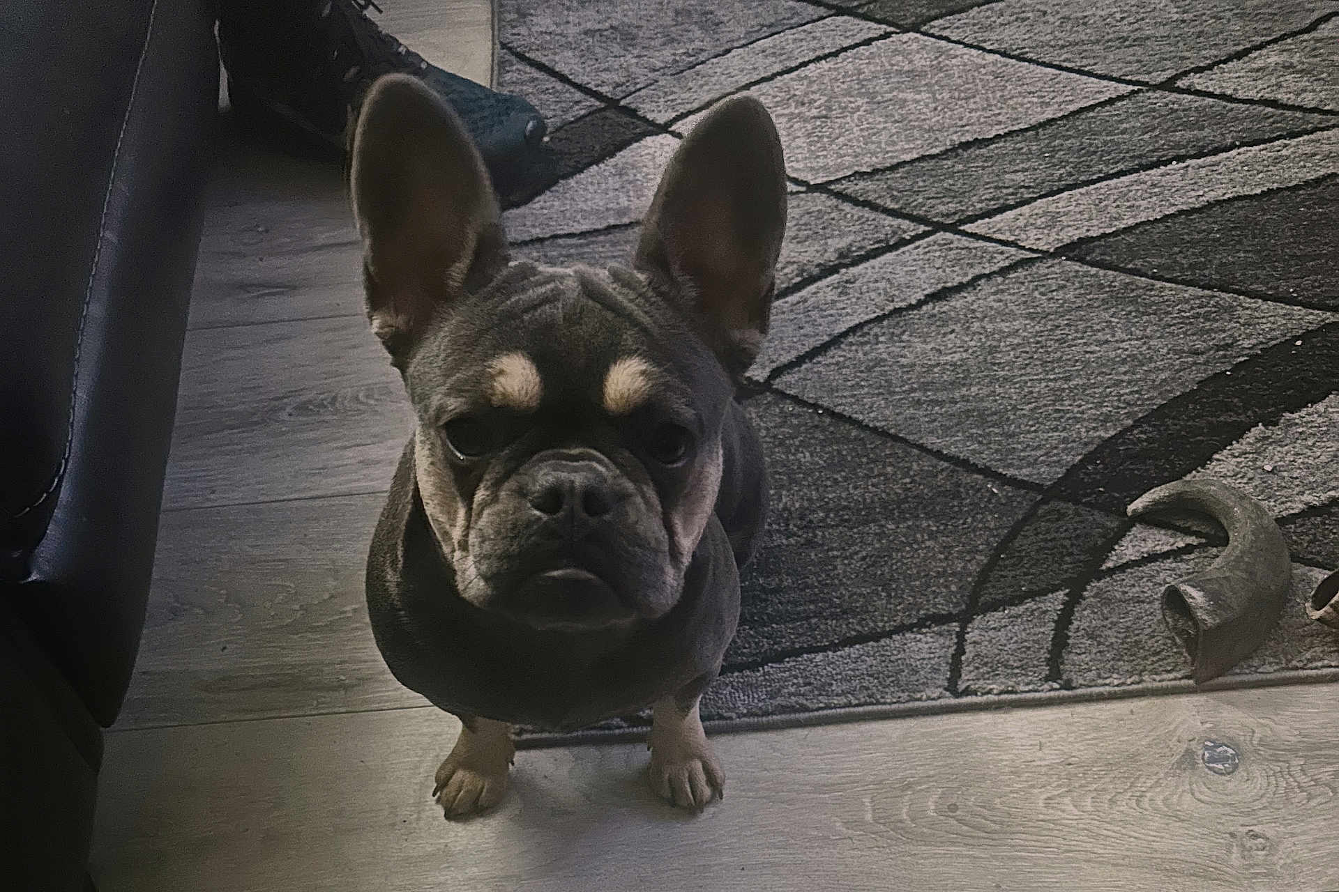 Bella joined the competition — help win amazing prizes! french_bulldog, dog, pet, indoor, floor, rug, ears, animal, canine, looking_up, wood_floor, paw, companion, cute, small_dog, home, domestic, fur, alert, waiting