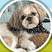 Bentley is registered to the contest to win money with this photo: dog, pet, cute, fluffy, bandana, face, portrait, animal, indoor, furniture, couch, relaxed, fur, small_dog, companion, cute_pet, looking, closeup, home, domestic_animal