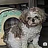 Bentley joined the competition — help win amazing prizes! dog, pet_house, indoor, furniture, small_dog, curious, fluffy, livestream, pixelated, floor, sitting, animal, cute, companion, domestic, household, canine, background, low_quality, video_feed