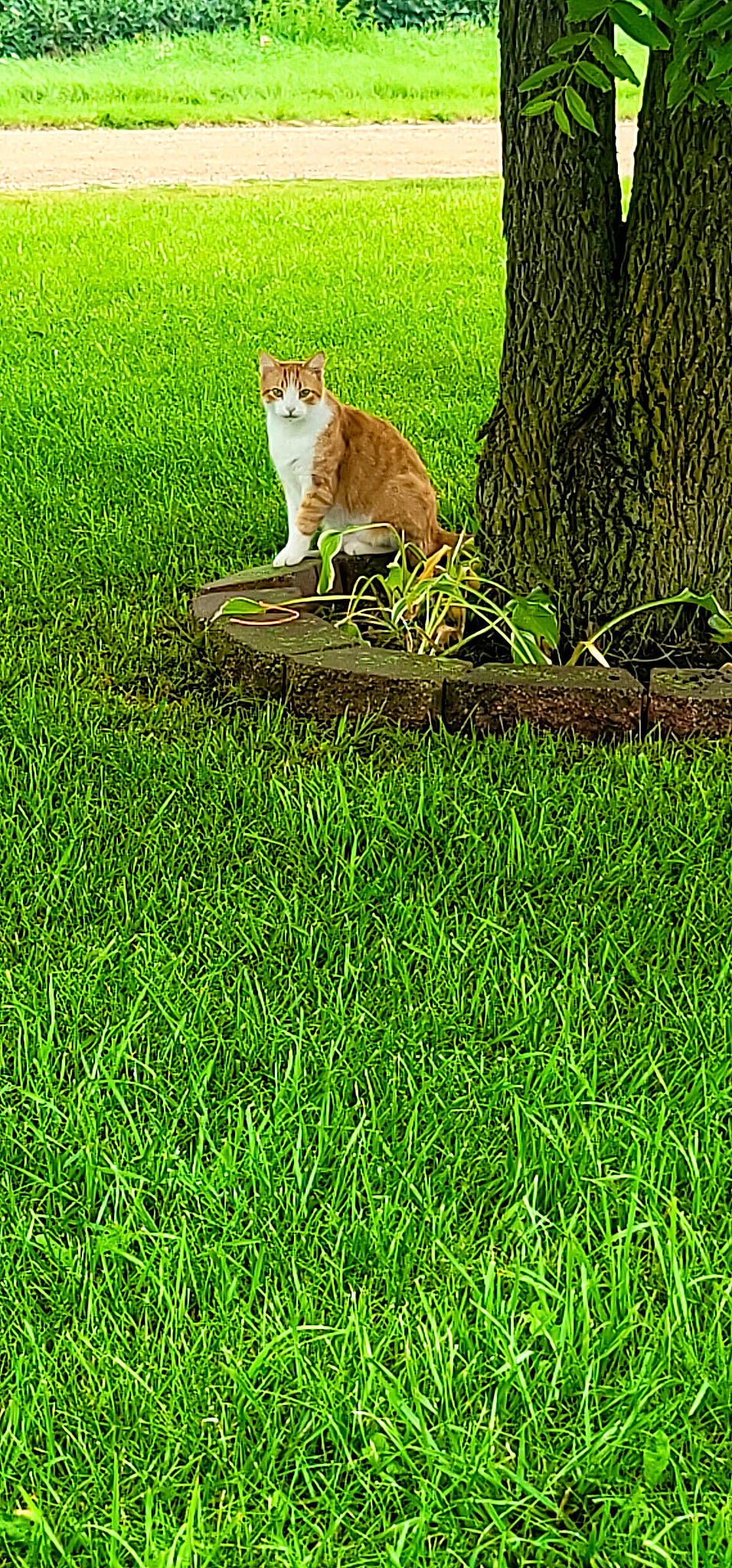 Tommy is registered to the contest to win money with this photo: carnivore, cat, fawn, felidae, grass, grass_family, grassland, green, groundcover, lawn, meadow, people_in_nature, plant, small_to_medium_sized_cats, tail, terrestrial_plant, tree, trunk, whiskers, wood