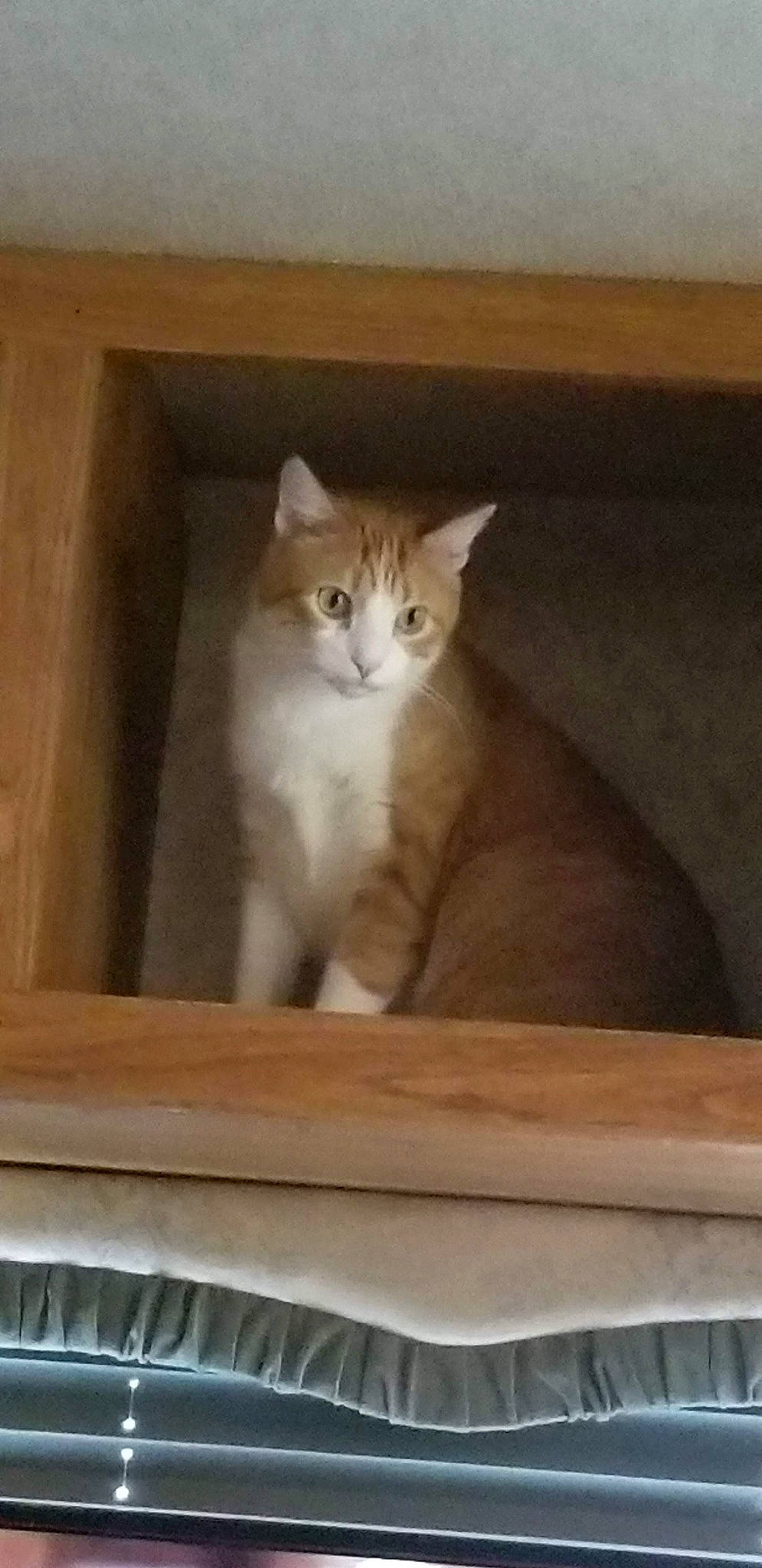 Tommy is registered to the contest to win money with this photo: box, carnivore, cat, cat_supply, domestic_short_haired_cat, fawn, felidae, fur, hardwood, paw, pet_supply, plywood, room, shelf, small_to_medium_sized_cats, snout, tail, whiskers, window, wood