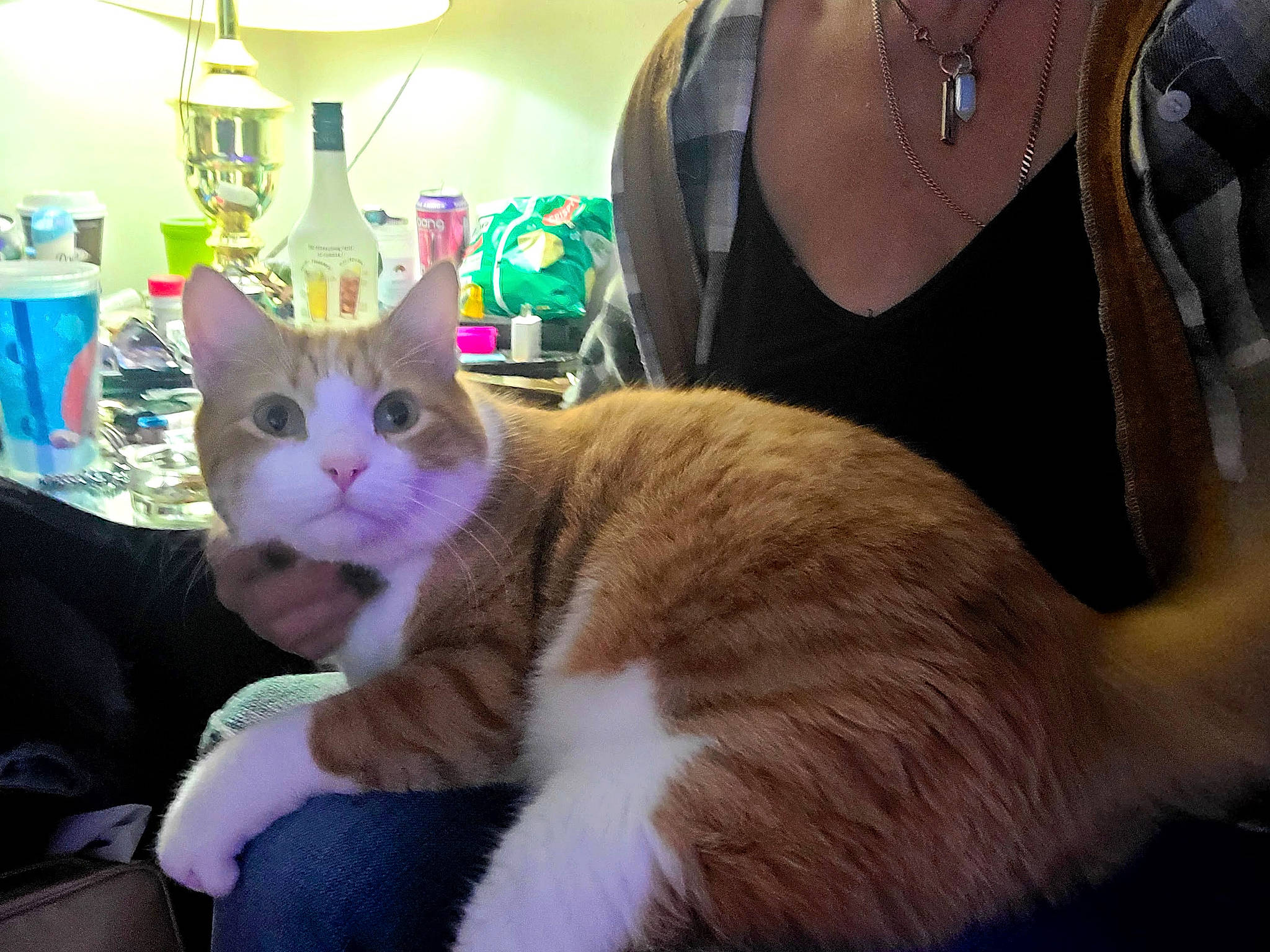 Tommy is registered to the contest to win money with this photo: carnivore, cat, claw, comfort, domestic_short_haired_cat, ear, eyewear, fawn, felidae, fur, jewellery, lamp, lap, light_fixture, paw, selfie, sitting, small_to_medium_sized_cats, tail, whiskers