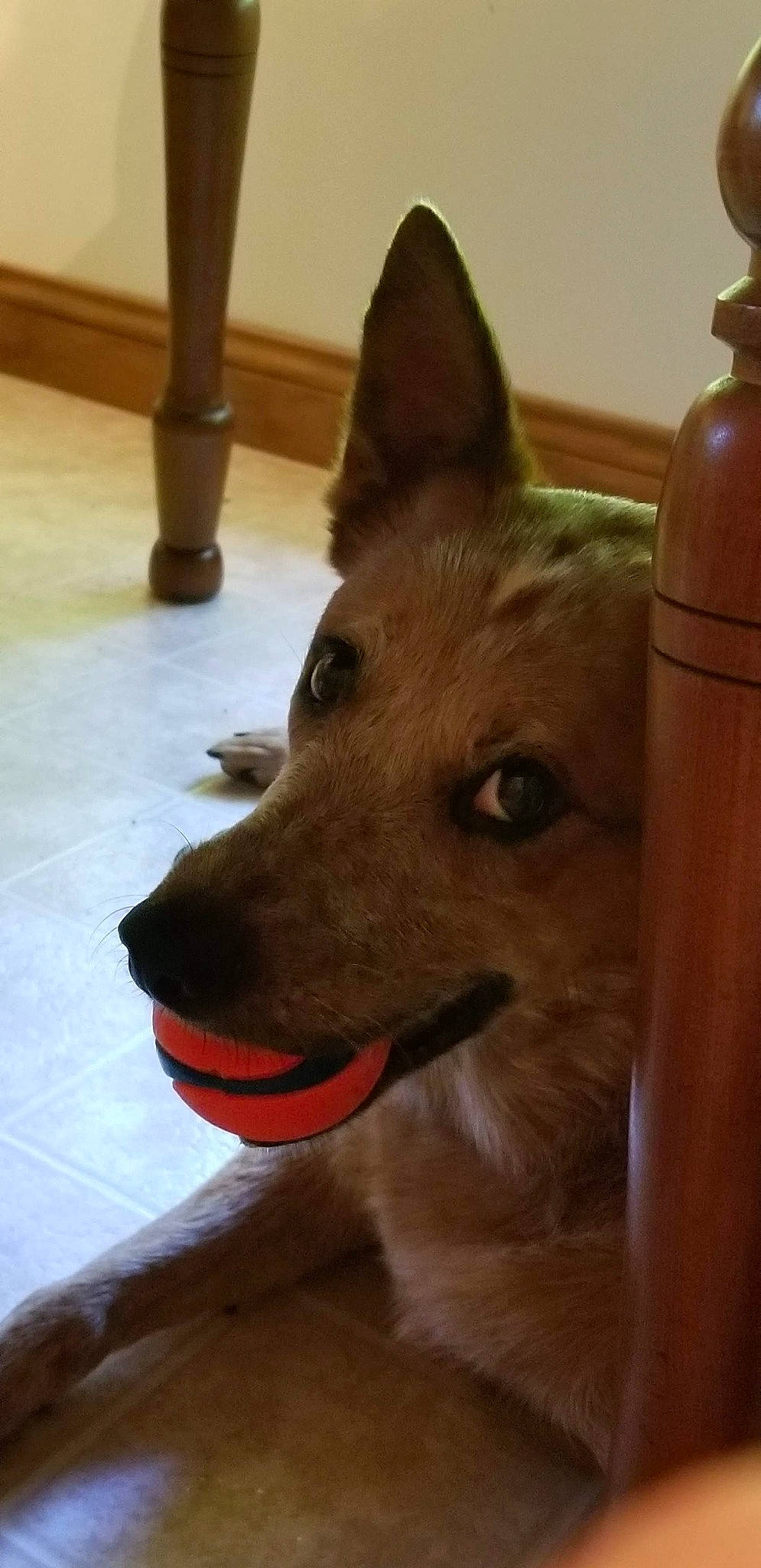 Nova Lynn is registered to the contest to win money with this photo: canidae, carnivore, companion_dog, dog, dog_breed, dog_supply, east_european_shepherd, fawn, flooring, fur, german_shepherd_dog, herding_dog, king_shepherd, old_german_shepherd_dog, snout, spitz, sporting_group, wood, working_animal, working_dog