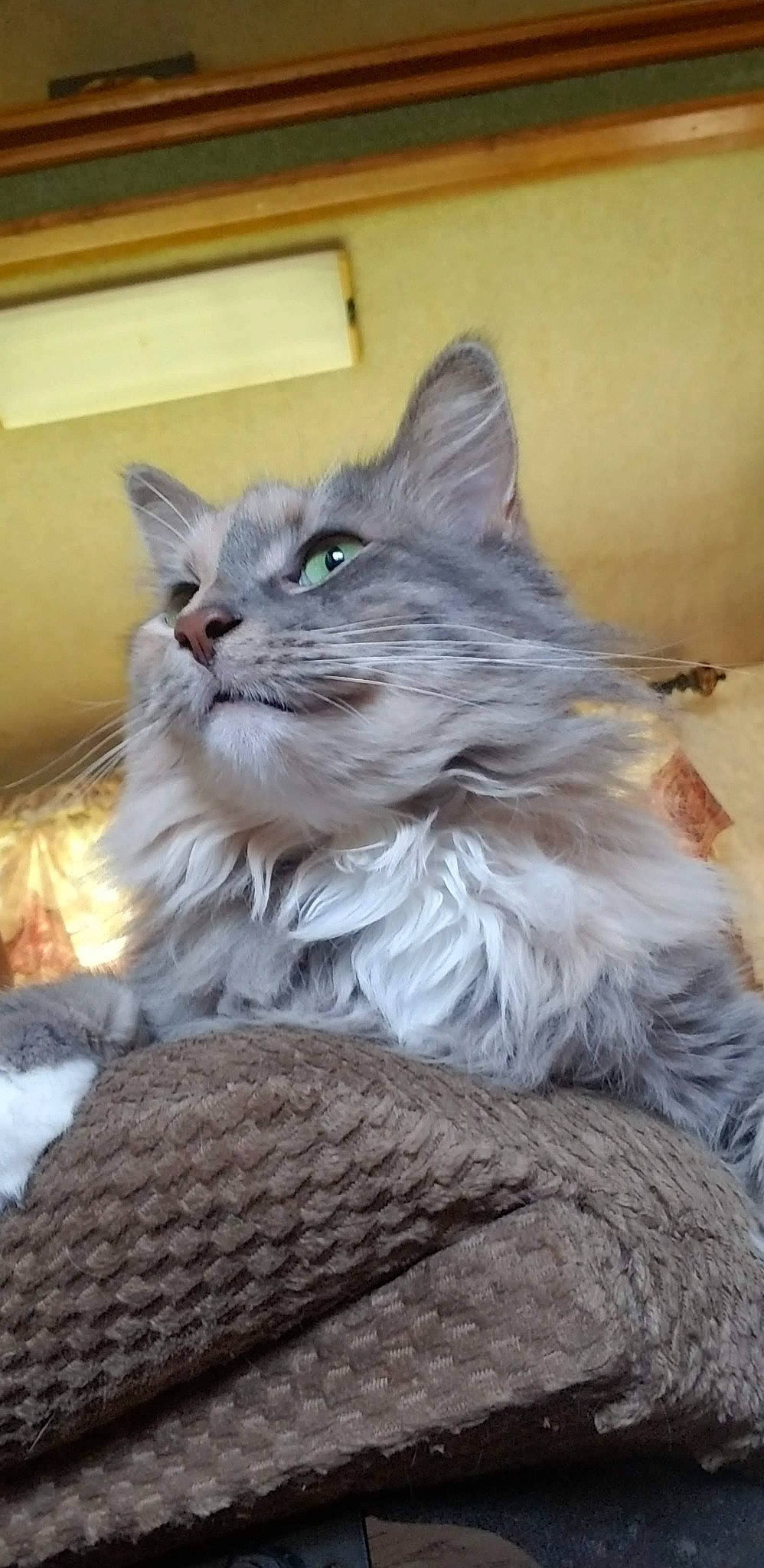 Princess is registered to the contest to win money with this photo: british_longhair, carnivore, cat, cat_supply, claw, comfort, domestic_short_haired_cat, felidae, fur, maine_coon, paw, ragdoll, sitting, small_to_medium_sized_cats, snout, tail, terrestrial_animal, whiskers, window
