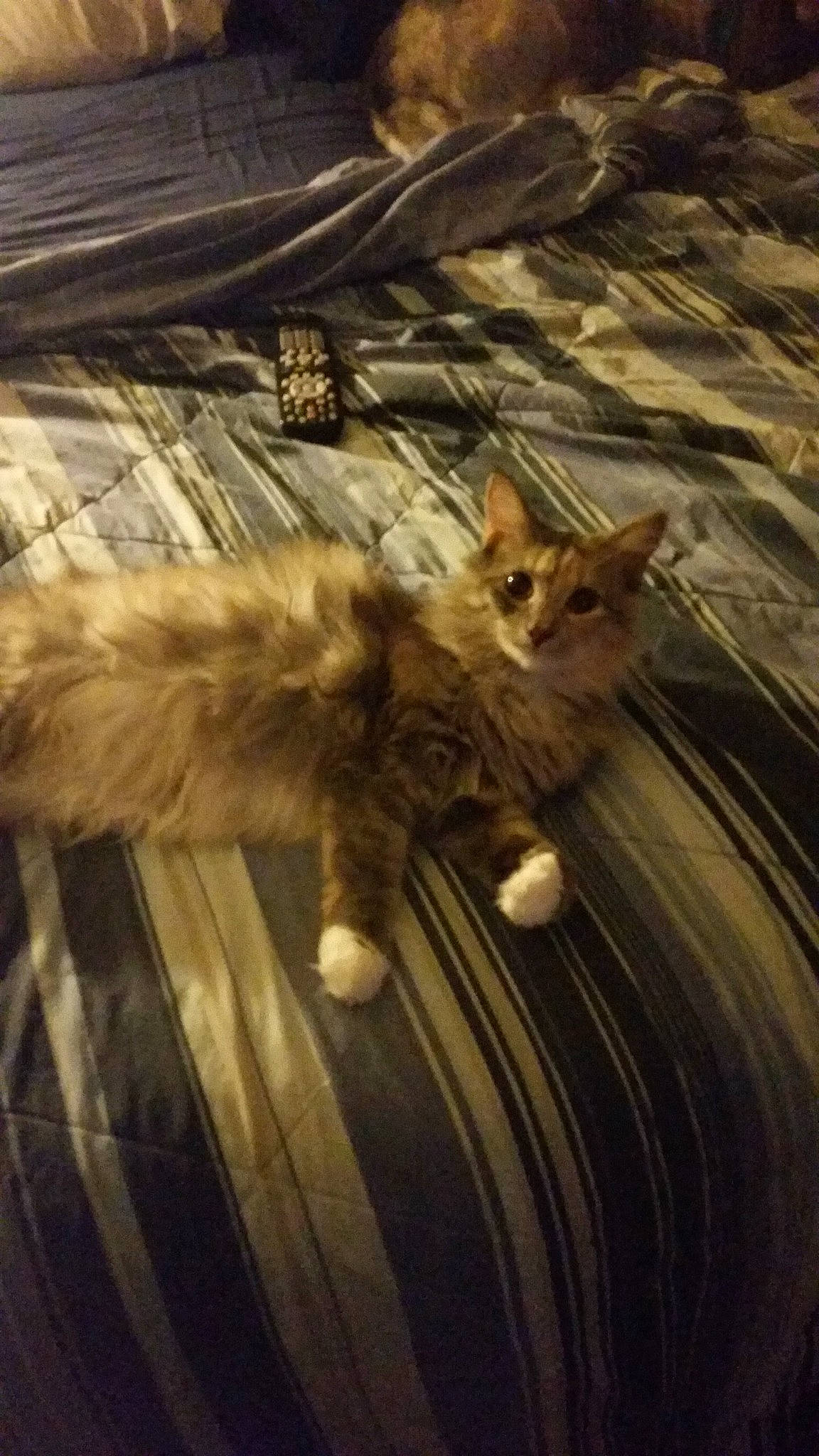 Princess joined the competition — help win amazing prizes! carnivore, cat, claw, comfort, domestic_short_haired_cat, fawn, felidae, fur, hardwood, metal, paw, plant, shadow, small_to_medium_sized_cats, snout, tail, tints_and_shades, whiskers, wildlife, wood