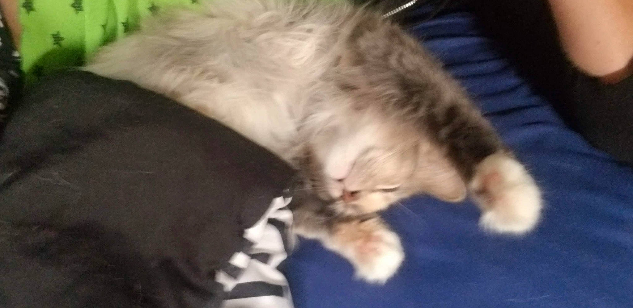 Princess joined the competition — help win amazing prizes! canidae, carnivore, cat, claw, cloud, comfort, companion_dog, dog_breed, domestic_short_haired_cat, ear, fawn, felidae, fur, gesture, nap, paw, small_to_medium_sized_cats, snout, tail, whiskers