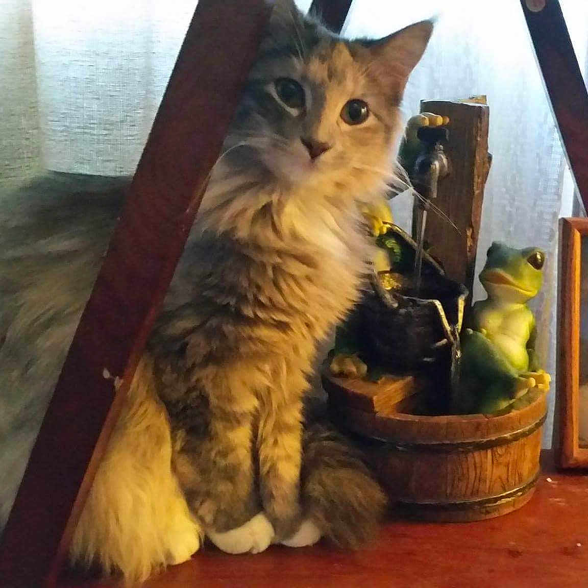 Princess