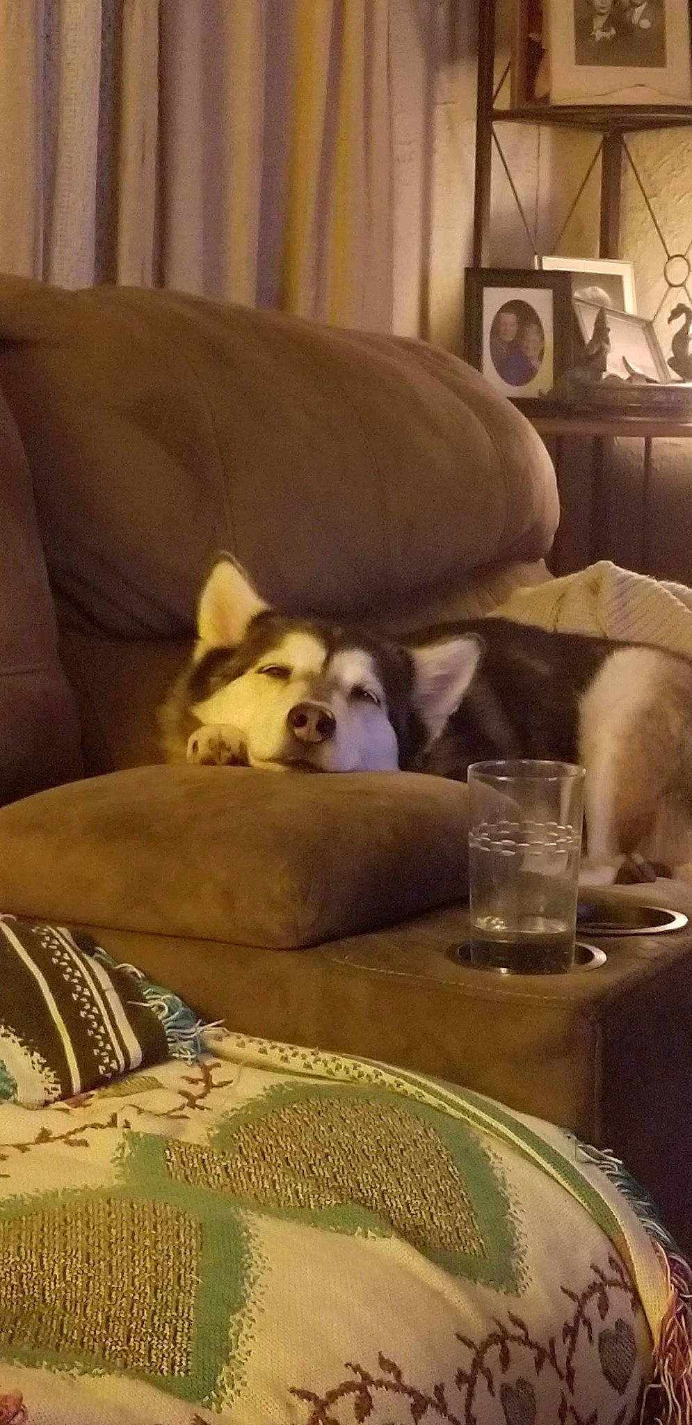 Ricki is registered to the contest to win money with this photo: carnivore, comfort, companion_dog, couch, dishware, dog, dog_breed, dog_supply, drinkware, fawn, furniture, interior_design, living_room, picture_frame, plate, room, serveware, table, tableware, working_animal