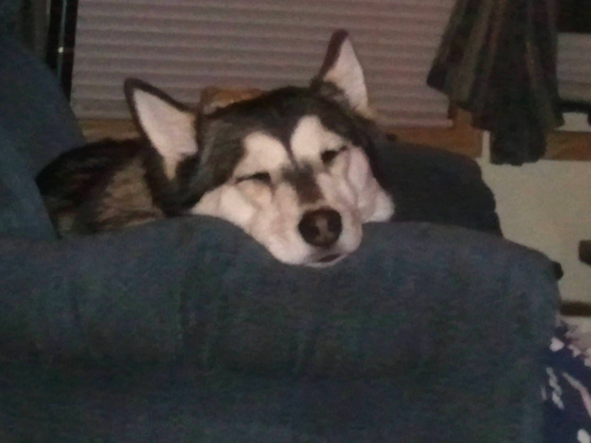 Ricki joined the competition — help win amazing prizes! canidae, carnivore, comfort, companion_dog, dog, dog_breed, flooring, fur, non_sporting_group, siberian_husky, sled_dog, snout, sporting_group, terrestrial_animal, working_dog