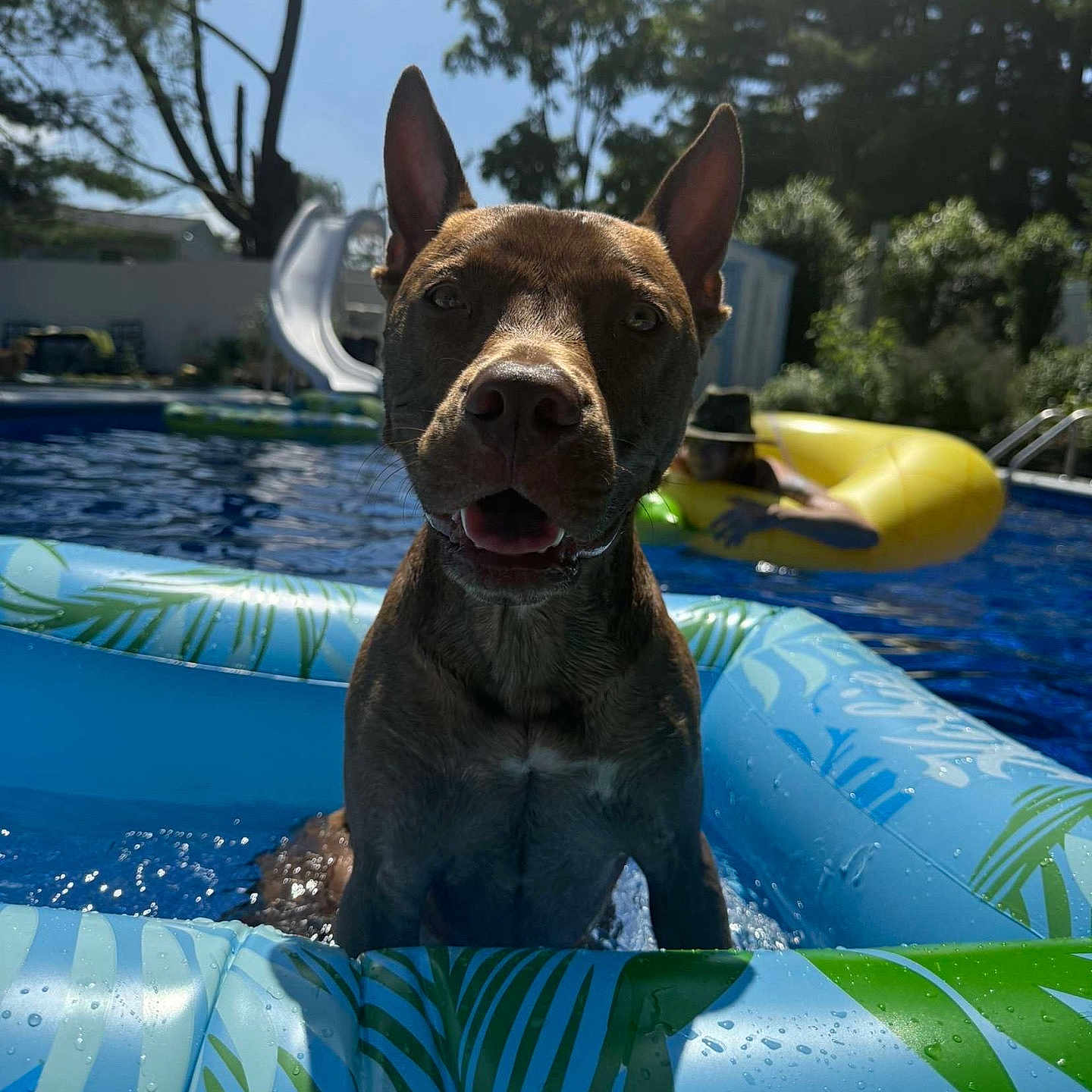 Hank is registered to the contest to win money with this photo: backyard, blue, canine, dog, float, happy, inflatable, leisure, outdoor, person, pet, pool, recreation, relaxation, slide, summer, sunlight, trees, water, yellow