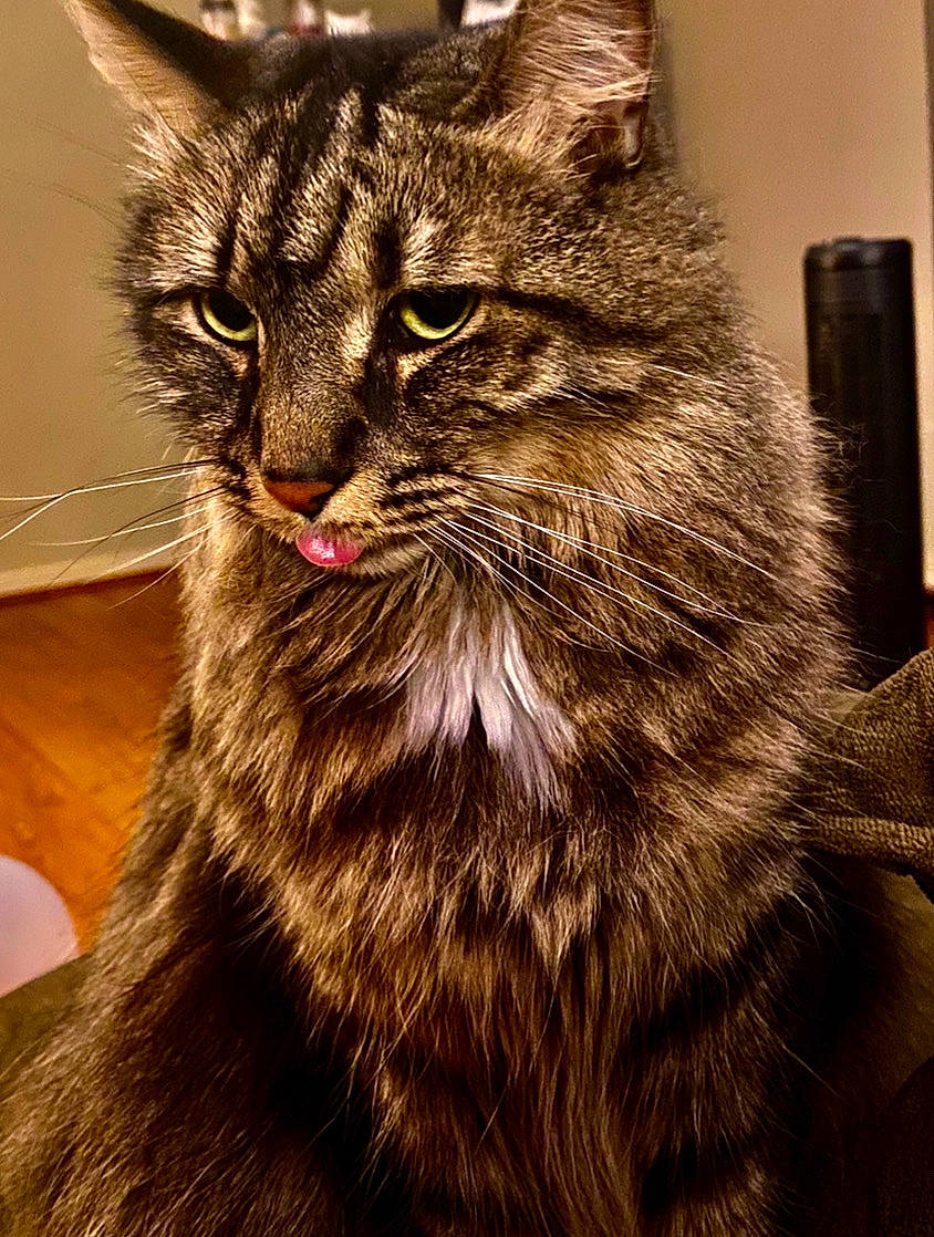 Hendrix is registered to the contest to win money with this photo: carnivore, cat, claw, domestic_short_haired_cat, felidae, fur, hair, iris, paw, small_to_medium_sized_cats, snout, terrestrial_animal, tree, whiskers, wildlife, window