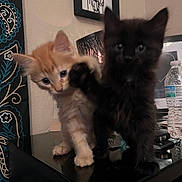 Raiden joined the competition — help win amazing prizes! black_kitten, blurry, cat, close_up, cozy, eyes, fur, furniture, home_decor, indoor, kitten, lamp, orange_kitten, paws, pet, playful, portrait, table, water_bottle, whiskers