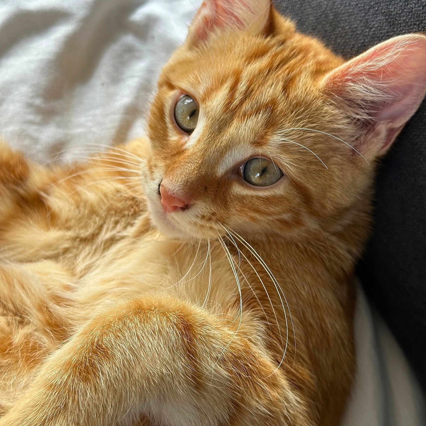 Tacos a rejoint le concours — aidez-le/la à gagner de superbes lots ! animal, cat, close_up, cozy, cute, domestic_cat, ear, feline, fur, indoor, orange_tabby, paw, pet, portrait, relaxing, resting, sleepy, soft_light, whiskers, young_cat