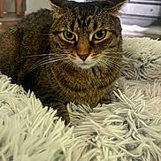 Nelly is registered to the contest to win money with this photo: animal, blurred_background, cat, close_up, cozy, domestic_animal, feline, fluffy_rug, fur, furniture, green_eyes, home, indoor, legs, looking_at_camera, pet, resting, soft_texture, tabby_cat, whiskers