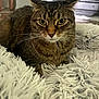 animal, blurred_background, cat, close_up, cozy, domestic_animal, feline, fluffy_rug, fur, furniture, green_eyes, home, indoor, legs, looking_at_camera, pet, resting, soft_texture, tabby_cat, whiskers