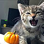 Chandler joined the competition — help win amazing prizes! kitten, cat, tabby, feline, pet, cute, small_pumpkin, orange, bed, indoor, whiskers, mouth_open, fangs, fur, ears, animal, domestic, young, cozy, background_blur