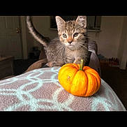 Chandler joined the competition — help win amazing prizes! kitten, cat, pumpkin, blanket, indoor, cozy, tabby, animal, pet, cute, autumn, orange, patterned, feline, small, young, curious, fur, whiskers, home