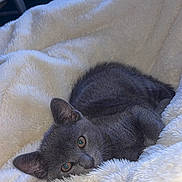 Crispy participe au concours pour gagner de l'argent avec cette photo : cat, gray_cat, pet, animal, feline, fur, blanket, white_blanket, cozy, resting, cute, indoor, soft_texture, relaxed, sleepy, comfort, closeup, laying_down, ears, whiskers