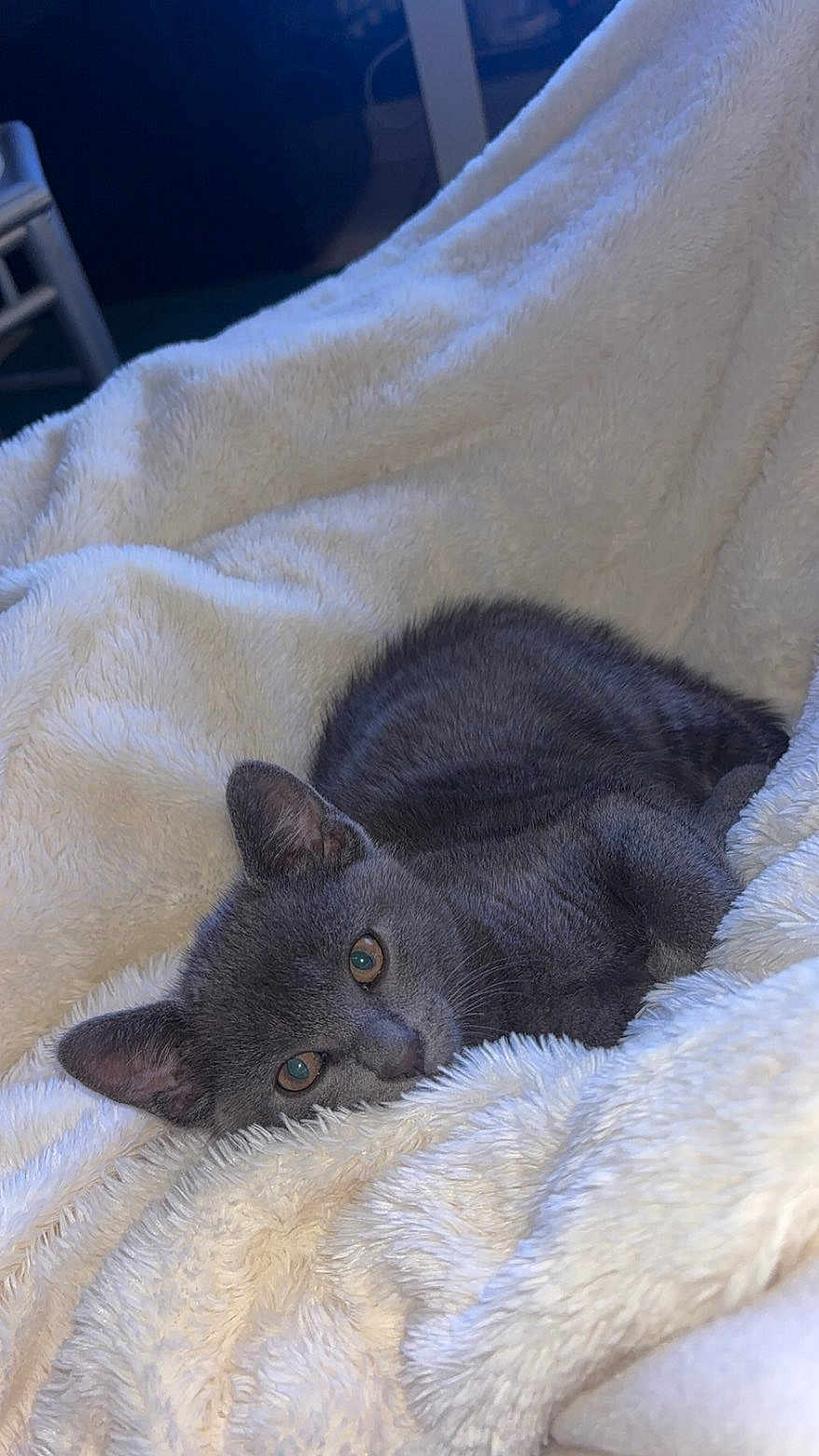 Crispy participe au concours pour gagner de l'argent avec cette photo : cat, gray_cat, pet, animal, feline, fur, blanket, white_blanket, cozy, resting, cute, indoor, soft_texture, relaxed, sleepy, comfort, closeup, laying_down, ears, whiskers