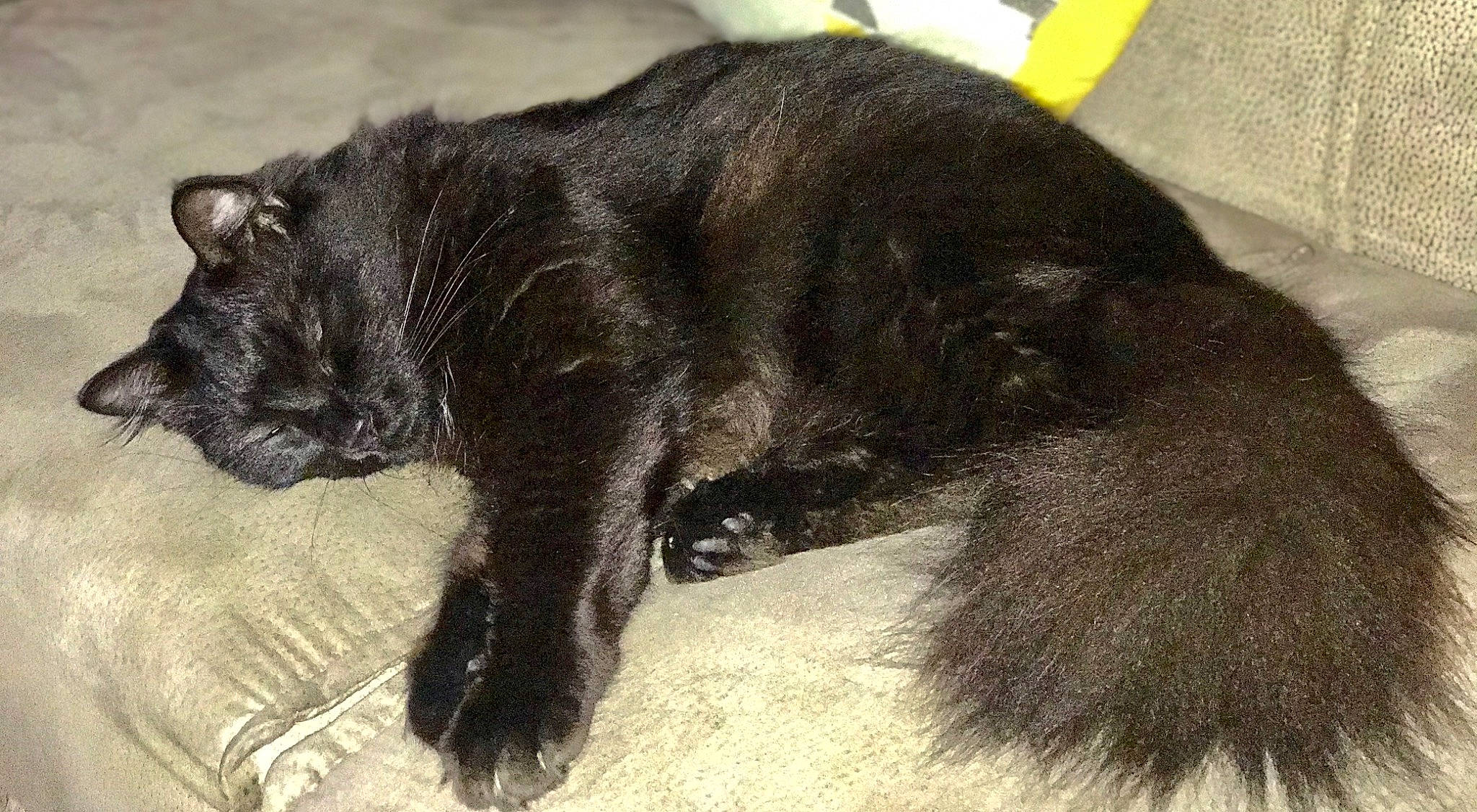 Lino a rejoint le concours — aidez-le/la à gagner de superbes lots ! black_cat, carnivore, cat, domestic_short_haired_cat, felidae, fur, mammal, small_to_medium_sized_cats, snout, tail, vertebrate, whiskers