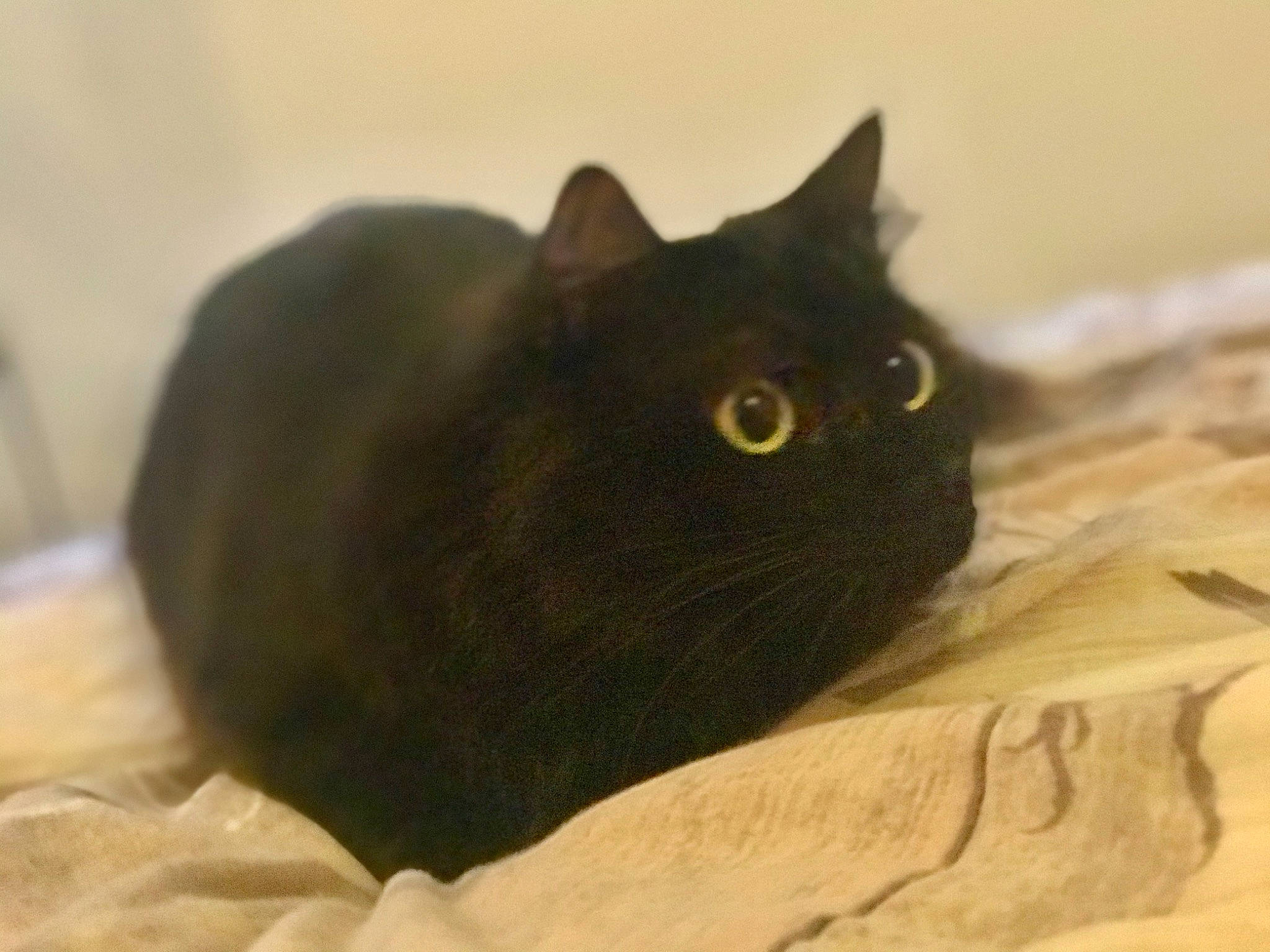 Lino participe au concours pour gagner de l'argent avec cette photo : asian, black_cat, bombay, british_shorthair, burmese, carnivore, cat, chartreux, domestic_short_haired_cat, eye, felidae, korat, mammal, small_to_medium_sized_cats, snout, vertebrate, whiskers