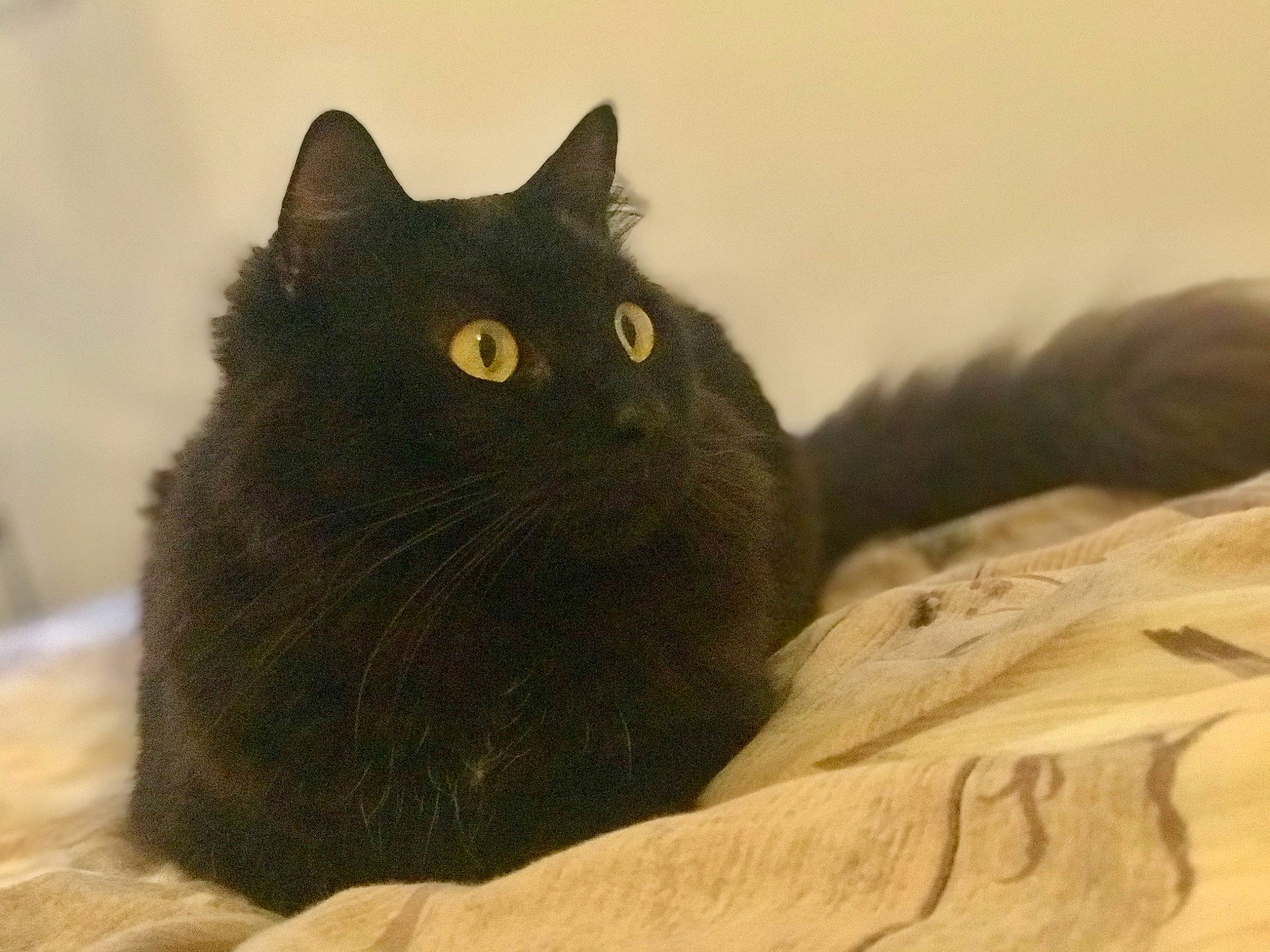 Lino participe au concours pour gagner de l'argent avec cette photo : black_cat, bombay, british_shorthair, carnivore, cat, chartreux, domestic_long_haired_cat, domestic_short_haired_cat, felidae, korat, mammal, nebelung, norwegian_forest_cat, russian_blue, small_to_medium_sized_cats, tail, whiskers