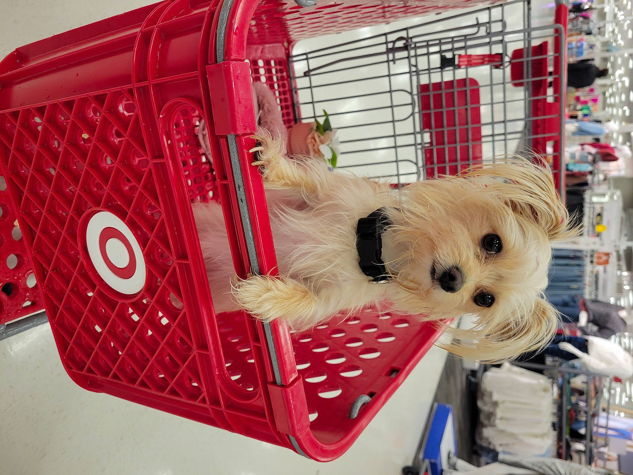 Cleo joined the competition — help win amazing prizes! automotive_exterior, canidae, carnivore, companion_dog, dog, dog_breed, dog_crate, dog_supply, event, fawn, fur, motor_vehicle, pet_supply, service, snout, stuffed_toy, toy, toy_dog, vertebrate, working_animal