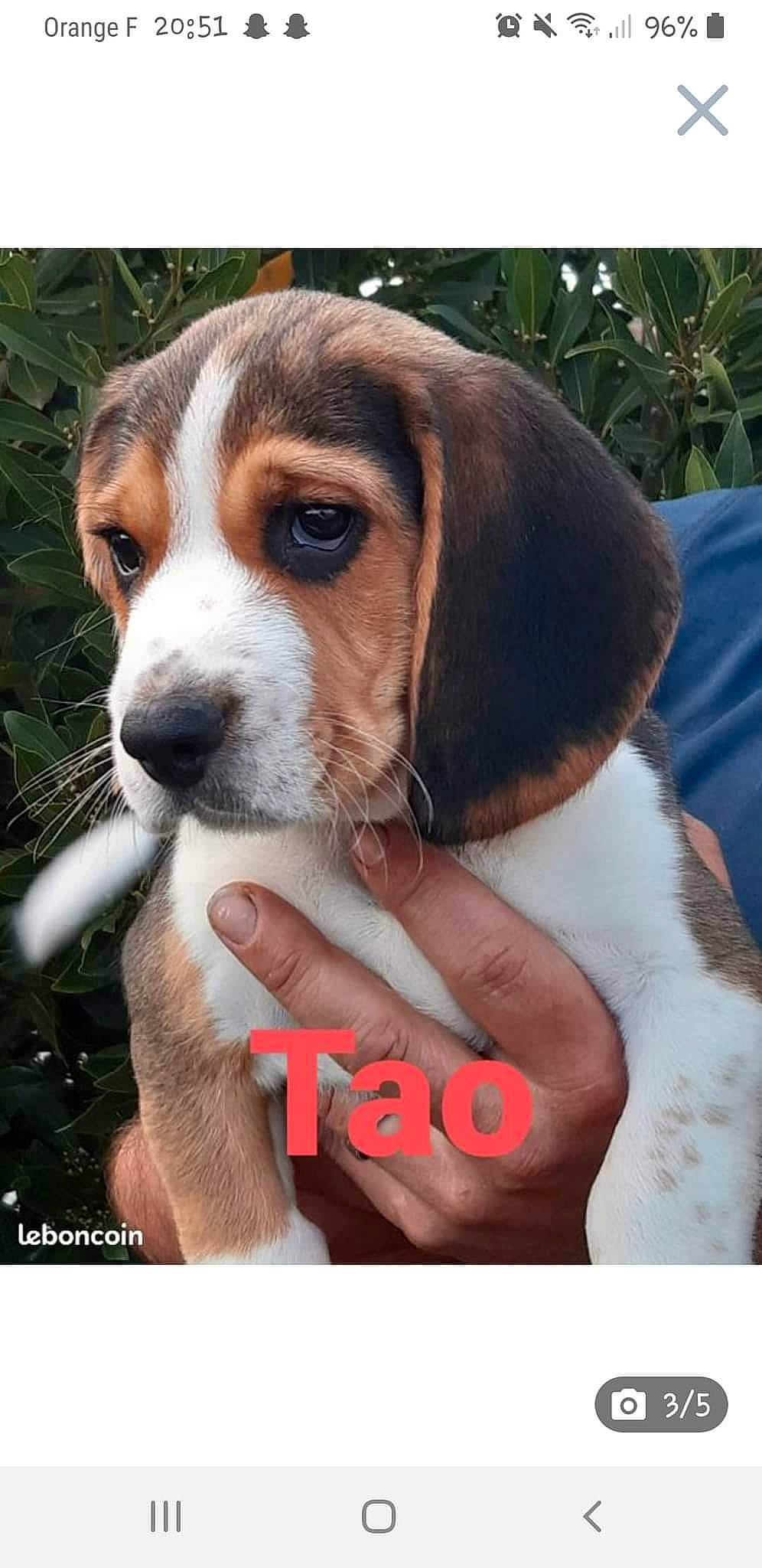 Tao a rejoint le concours — aidez-le/la à gagner de superbes lots ! beagle, beagle_harrier, beaglier, carnivore, companion_dog, dog, dog_breed, finnish_hound, hound, hunting_dog, irishjacks, nail, photo_caption, plant, scent_hound, thumb, working_animal