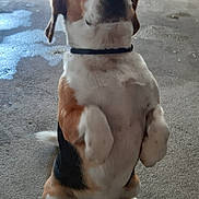 Tao a rejoint le concours — aidez-le/la à gagner de superbes lots ! accessories, animal, appenzeller, beagle, canine, collar, dog, hound, leash, pet, puppy, snout, strap