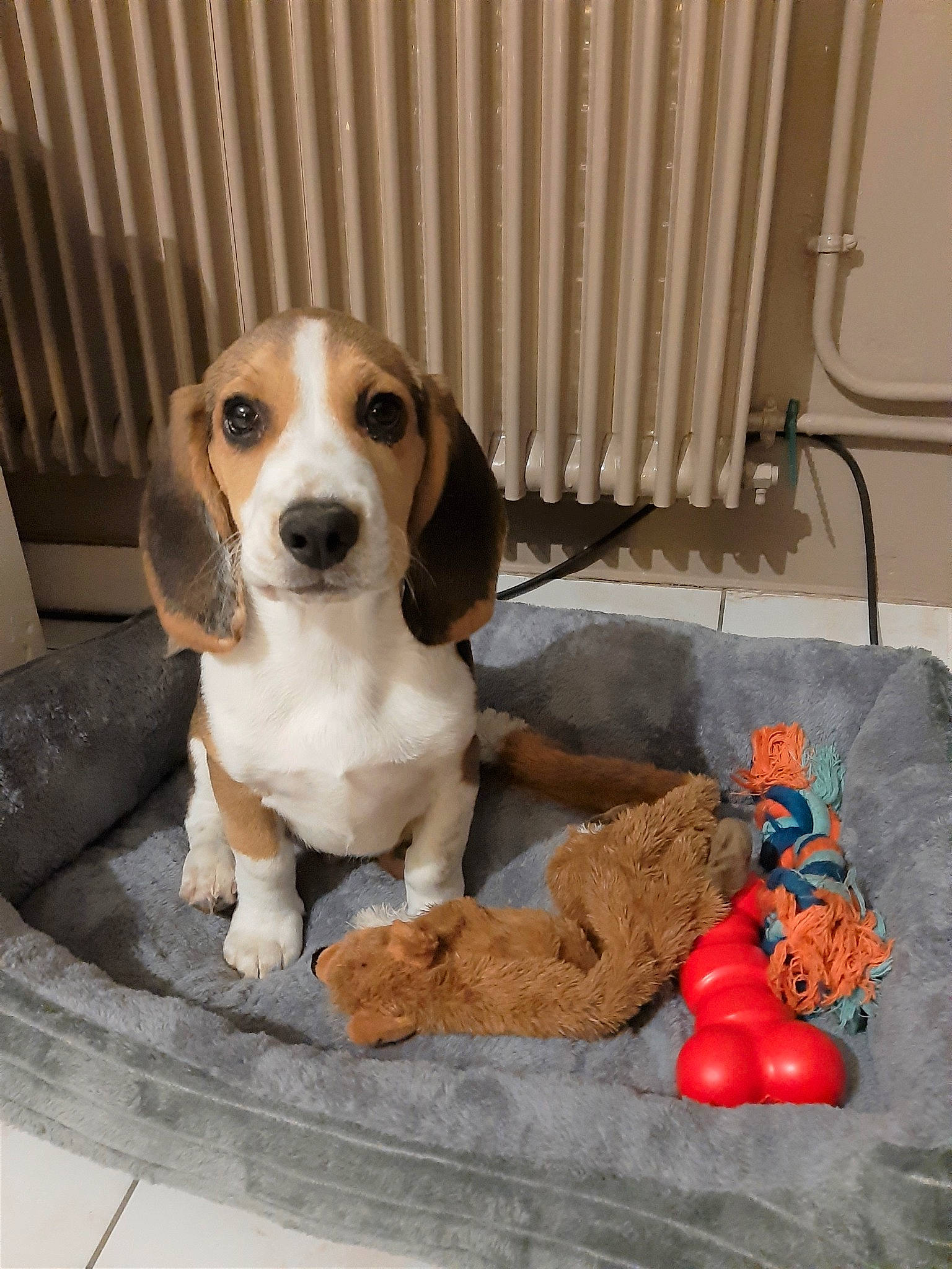 Tao participe au concours pour gagner de l'argent avec cette photo : ball, canidae, carnivore, companion_dog, dog, dog_breed, dog_supply, fawn, hound, mammal, pet_supply, scent_hound, sporting_group, toy, vertebrate, wood, working_animal