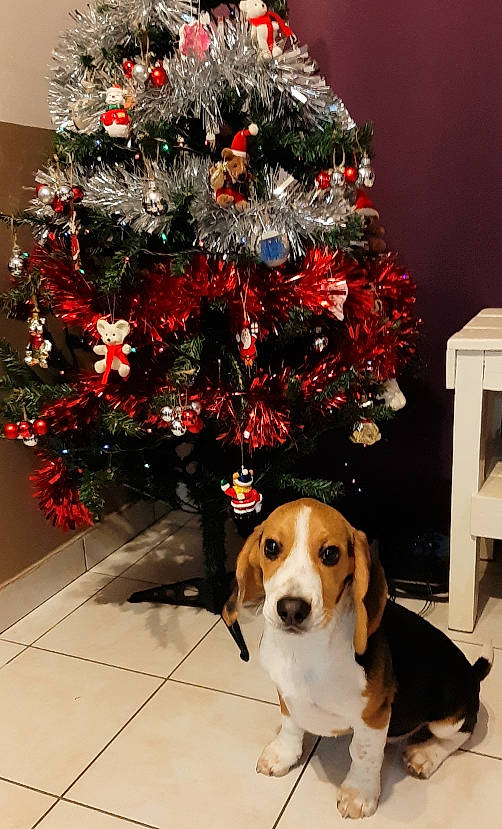 Tao a rejoint le concours — aidez-le/la à gagner de superbes lots ! carnivore, chair, christmas_decoration, christmas_ornament, christmas_tree, collar, companion_dog, conifer, dog, dog_breed, event, evergreen, fawn, holiday_ornament, ornament, plant, scent_hound, tree, twig, winter