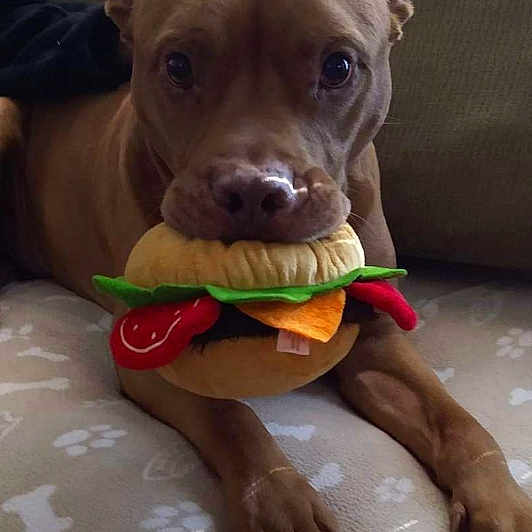 Gator is registered to the contest to win money with this photo: canidae, carnivore, chest, collar, comfort, companion_dog, dog, dog_breed, dog_collar, dog_supply, ear, fawn, jaw, liver, pet_supply, snout, sporting_group, whiskers, working_animal, wrinkle