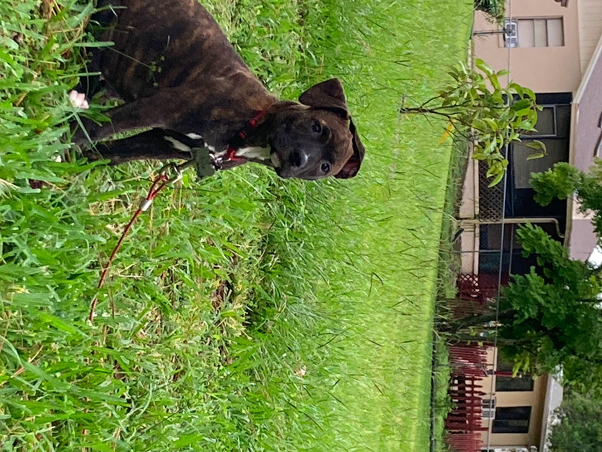 Axle joined the competition — help win amazing prizes! building, carnivore, collar, dog, dog_breed, fawn, grass, green, groundcover, house, lawn, liver, plant, shrub, tail, terrestrial_animal, tree, trunk, window, working_animal