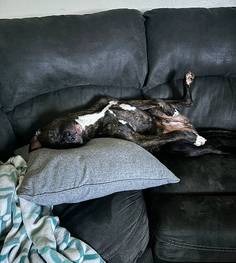 Axle joined the competition — help win amazing prizes! bedding, carnivore, comfort, companion_dog, couch, dog, dog_breed, felidae, flooring, fur, grey, linens, living_room, room, small_to_medium_sized_cats, studio_couch, tail, tints_and_shades, whiskers, wood