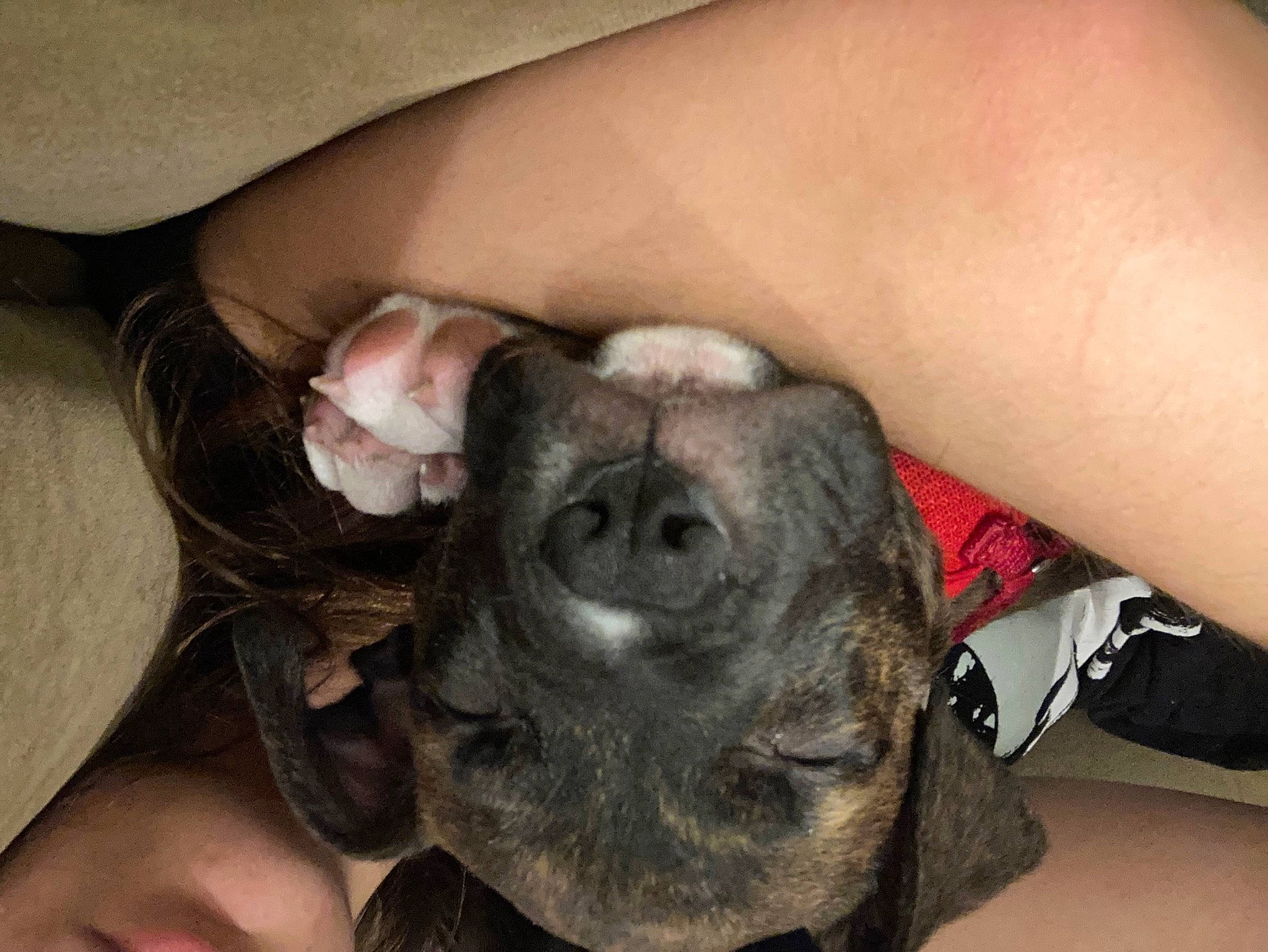 Axle joined the competition — help win amazing prizes! canidae, carnivore, comfort, companion_dog, dog, dog_breed, ear, fawn, finger, foot, gesture, human_leg, liver, nail, snout, sporting_group, whiskers, working_animal, wrinkle, wrist