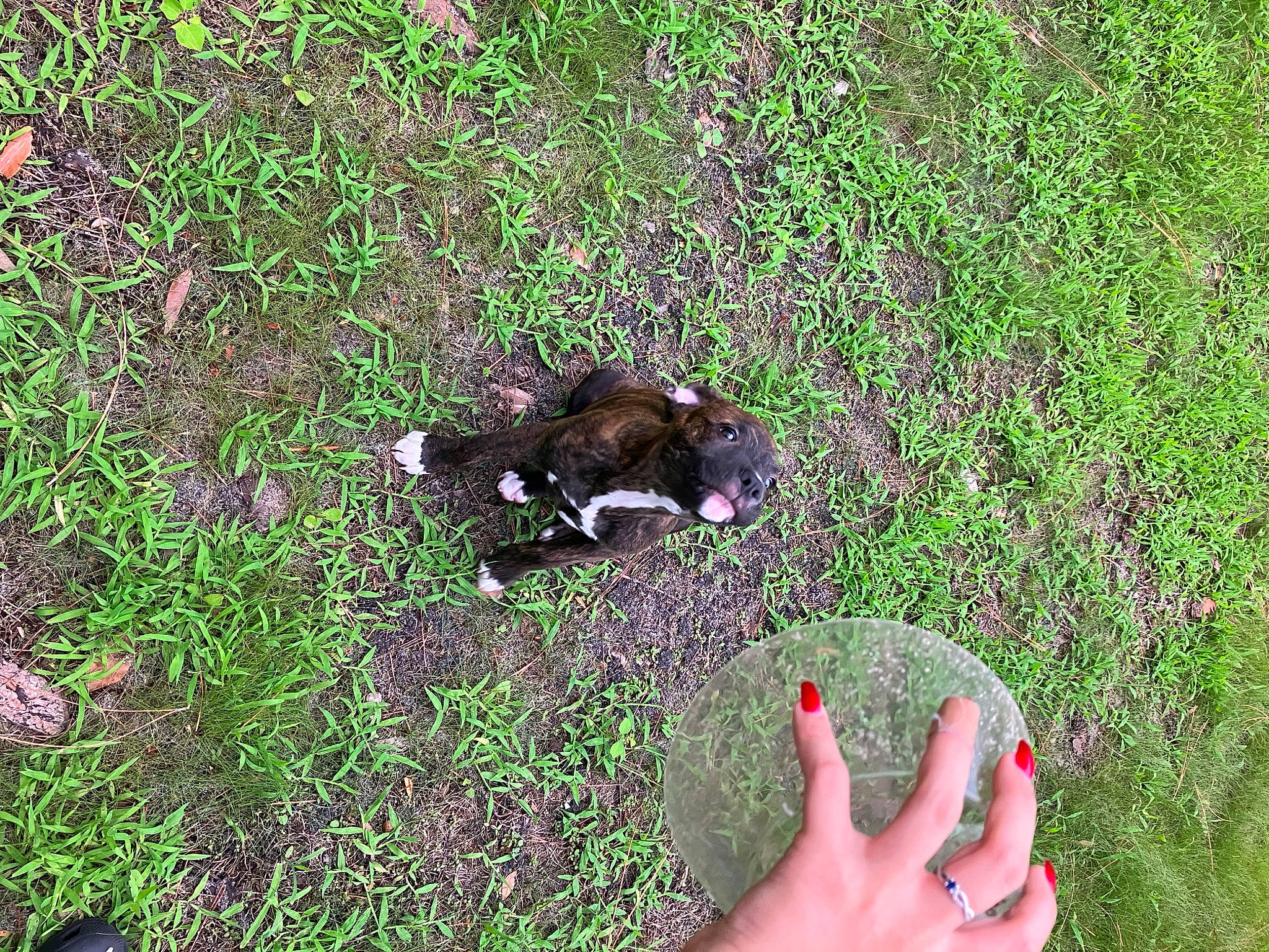 Axle joined the competition — help win amazing prizes! _geese_and_swans, barefoot, botany, ducks, foot, grass, grass_family, grassland, groundcover, herbaceous_plant, human_leg, lawn, nail, pasture, people_in_nature, plant, soil, terrestrial_animal, thumb, toe