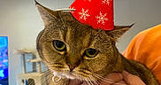 Lilly joined the competition — help win amazing prizes! cat, party_hat, christmas, snowflakes, pom_pom, brown_fur, green_eyes, whiskers, pet, holiday, festive, indoor, home, human_hand, portrait, close_up, funny, reluctant, cat_tree, television