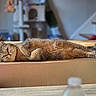 Lilly joined the competition — help win amazing prizes! cat, feline, tabby, brown_cat, lying_down, relaxed, sleepy, belly_up, paws, whiskers, ears, fur, cardboard_box, indoor, home, cozy, background_blur, animal_portrait, lounging, funny_pose