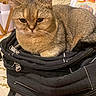 cat, feline, pet, animal, tabby, brown_fur, short_hair, whiskers, ears, eyes, nose, sitting, curled_up, travel_bag, luggage, zipper, indoor, room, portrait, funny
