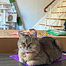 Lilly is registered to the contest to win money with this photo: cat, gray_cat, tabby, pet, animal, portrait, sitting, lying_down, indoors, home, staircase, cat_tree, cardboard_box, purple_mat, collar, bell, table, wood_floor, furniture, relaxed