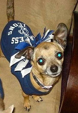 Lacey is registered to the contest to win money with this photo: canidae, carnivore, collar, companion_dog, costume_hat, dog, dog_breed, dog_clothes, dog_collar, dog_supply, electric_blue, fashion_accessory, fawn, fur, pet_supply, sleeve, snout, sporting_group, toy_dog, whiskers