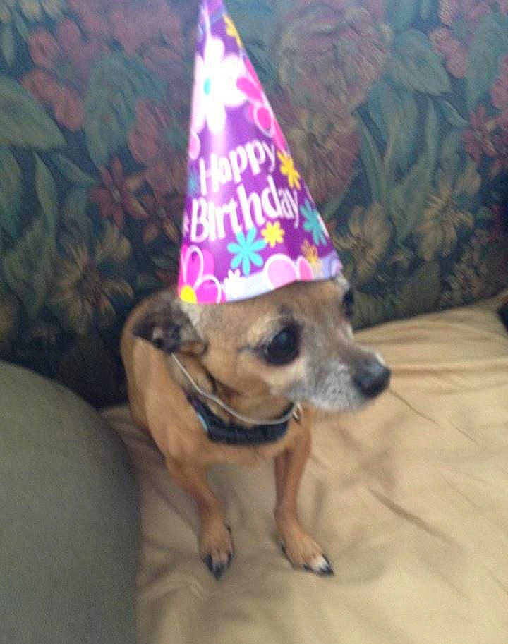 Lacey joined the competition — help win amazing prizes! carnivore, chihuahua, christmas, companion_dog, cone, costume_hat, dog, dog_breed, dog_clothes, dog_supply, event, fashion_accessory, fawn, hat, party_hat, party_supply, toy_dog, triangle, whiskers, working_animal