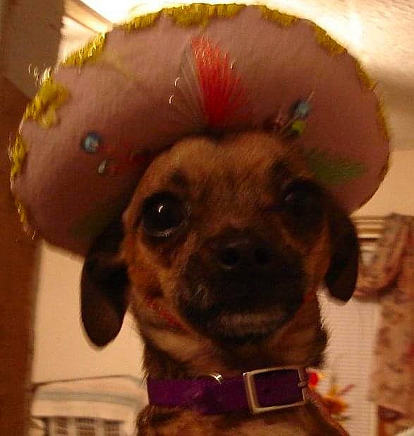 Lacey joined the competition — help win amazing prizes! carnivore, collar, companion_dog, costume_hat, dog, dog_breed, dog_clothes, dog_collar, dog_supply, ear, fashion_accessory, fawn, fur, leash, liver, pet_supply, snout, toy_dog, whiskers, working_animal