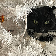 Paizley is registered to the contest to win money with this photo: animal, black_and_white, cat, christmas_tree, close_up, cozy, curious, cute, decorations, feline, festive, fluffy, green_eyes, holiday, indoor, looking, nature_indoor, pet, whiskers, white_branches