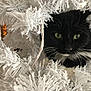 animal, black_and_white, cat, christmas_tree, close_up, cozy, curious, cute, decorations, feline, festive, fluffy, green_eyes, holiday, indoor, looking, nature_indoor, pet, whiskers, white_branches