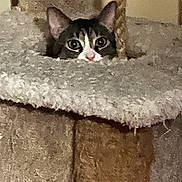 Mimi is registered to the contest to win money with this photo: cat, cat_tree, peeking, curious, feline, indoor, cozy, beige, fur, ears, eyes, pet, animal, home, carpeted, playful, cute, resting, looking, whiskers
