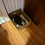 cat, cardboard_box, wooden_floor, white_cloth, indoor, pet, curious, animal, feline, looking_up, home, cabinet, vertical_blinds, cozy, resting, brown, black, white, domestic, flooring