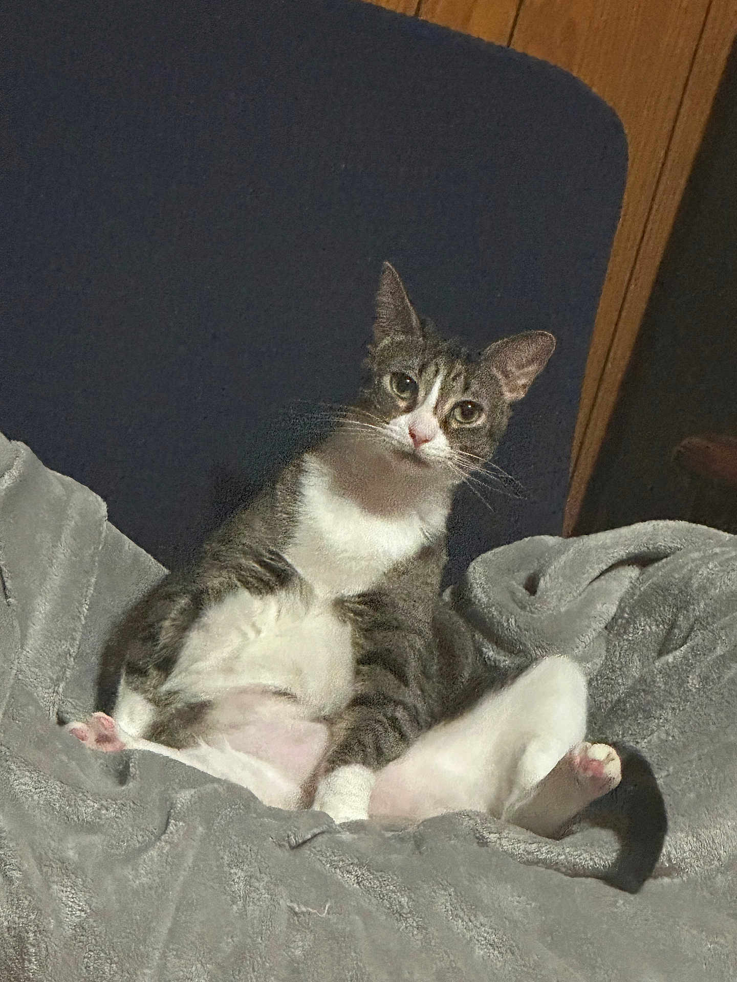 Mimi is registered to the contest to win money with this photo: cat, tabby, pet, animal, feline, fluffy, gray_blanket, indoor, relaxed, sitting, cute, whiskers, ears, pink_paws, fur, wood_paneling, cozy, domestic, furniture, portrait