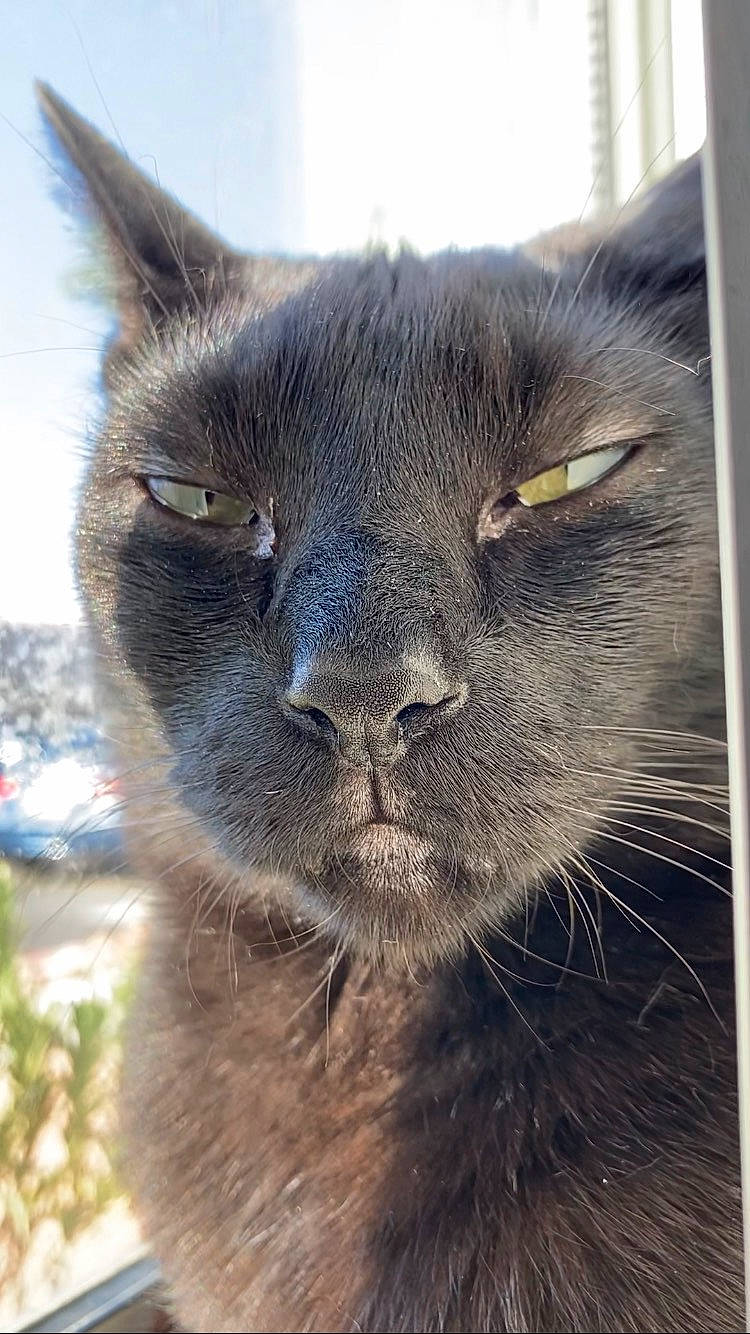 Tiki joined the competition — help win amazing prizes! carnivore, cat, close_up, domestic_short_haired_cat, felidae, fur, plant, sky, small_to_medium_sized_cats, snout, terrestrial_animal, whiskers