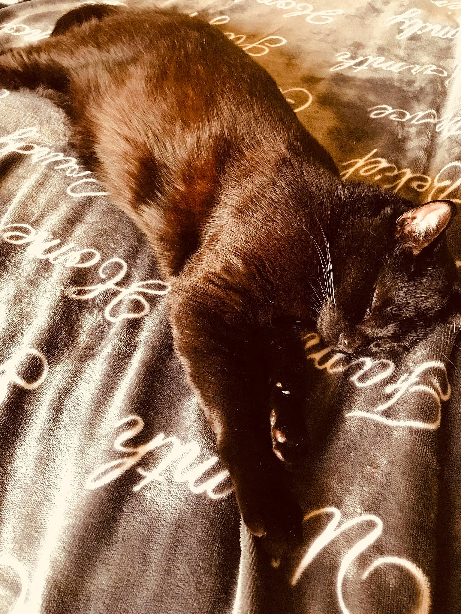 Tiki is registered to the contest to win money with this photo: brown, carnivore, cat, claw, comfort, domestic_short_haired_cat, fawn, felidae, fur, human_leg, linens, liver, nap, plant, sleep, small_to_medium_sized_cats, sporting_group, tail, whiskers, wildlife